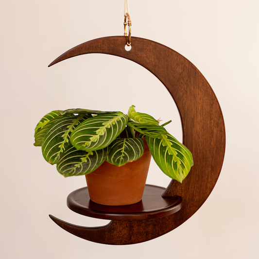 Eclipse Plant Hanger
