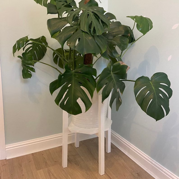 SquareRoot Planter Stand